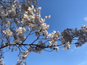お花見日和